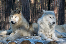 A Pair Of The Arctic Wolfs (Canis Lupus Arctos), Also Known As The Melville Island Wolfs, At Rest.	
