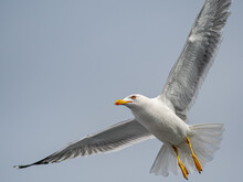 Isolated Close Up Of A Single Beautiful Seagull In Flight On An Overcast Day- Greece
