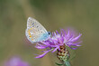 Motyl modraszek ikar na różowym kwiatku
