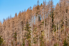 Unzählige Tote Bäume – Klimawandel Und Borkenkäfer. 
