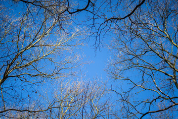 branches of a tree against the sky