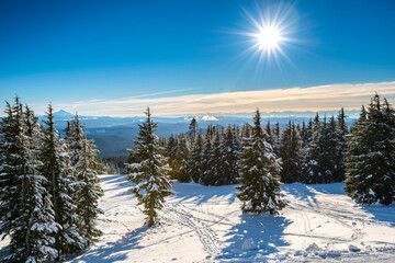 Winter forest covered with snow