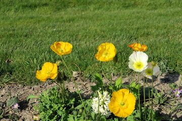 Wall Mural - Coquelicots colorés.