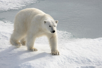 Wall Mural - wild polar bear on pack ice in arctic