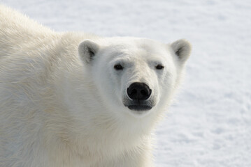 Wall Mural - Polar bear's (Ursus maritimus) head close up