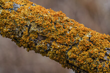 Yellow Orange Maritime Sunburst Lichen - Xanthoria Parietina And Some Hypogymnia Physodes - Growing On Dry Tree Branch, Closeup Detail