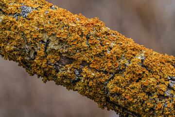 Yellow orange maritime sunburst lichen - Xanthoria parietina and some Hypogymnia physodes - growing on dry tree branch, closeup detail