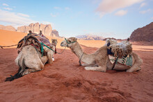 Two Camels Resting On Red Sand Wadi Rum Desert Waiting For Tourists To Ride, Blurred Mountains Background
