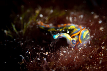 Wall Mural - Colorful Nudibranch Sea Slug in the Mediterranean Sea