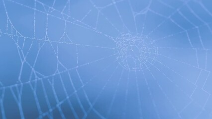 Closeup of cobweb with dew drops.