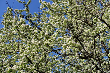 Poster - Cerisiers en fleurs.