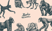 Bonobo Or Chimpanzee, Western Gorilla , Orangutan. Vintage Poster Or Banner. Colombian Capuchin Proboscis Monkey. Spider Monkey Or Southern Muriqui . Hand Drawn Engraved Sketch In Woodcut Style. 