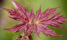 Two Red Maple Leafs 