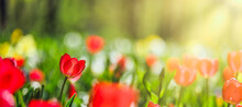 Closeup Nature View Of Amazing Red Pink Tulips Blooming In Garden. Spring Flowers Under Sunlight. Natural Sunny Flower Plants Landscape And Blurred Romantic Foliage. Serene Panoramic Nature Banner