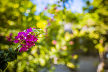 Beautiful Tropical Garden Flowers, With Blurred Palm Trees Foliage Landscape. Blooming Season Exotic Floral Island Garden. Tropics Closeup Nature, Purple Bougainvillea Flowers On Green Lush