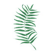 Liść palmy - grafika wektorowa