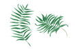 Iiście palmy - izolowane, grafika wektorowa
