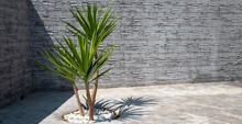Yucca In A Planter In A Corner Of The Garden With Walls And Soil Of Printed Concrete.