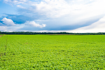 Cultivated agricultural field of crop growing vegetable farm cultivation on cloudy sky