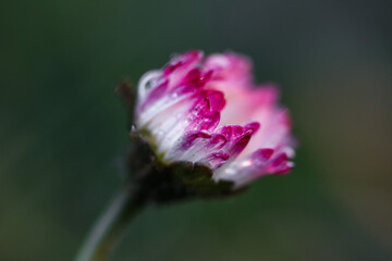 Wall Mural - Pink Daisies bathed in raindrops