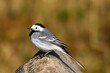 © Gints - Selective focus photo. White wagtail bird. Motacilla alba.