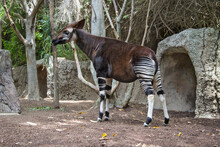 Okapi (Okapia Johnstoni) Stands In Forest Paddock. Okapi Is Found In Ituri Rainforest, Democratic Republic Of The Congo