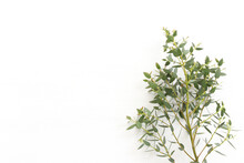 Top View Image Of Eucalyptus Over Wooden White Background. Flat Lay