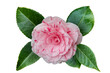 Single pink camelia flower and green leaves isolated on white background