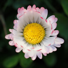 Poster - A daisy flower in the lawn.