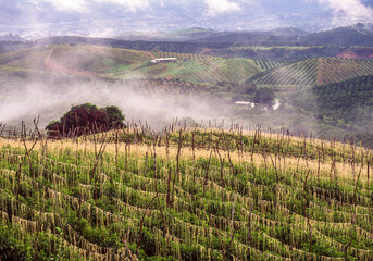 Wall Mural - Tomato plantation with orange grove in the background, Yaracuy state, Venezuela