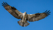 Osprey In Flight And Driving For Food