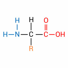 Canvas Print - the general structure of an amino acid