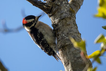 Male Downy Woodpecker Rests Between Pecks
