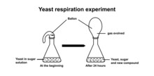 Scientific Designing Of Yeast Respiration Experiment. Vector Illustration.