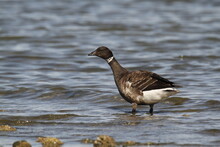 Brant Goose Standing In Shallow Water Near Shore
