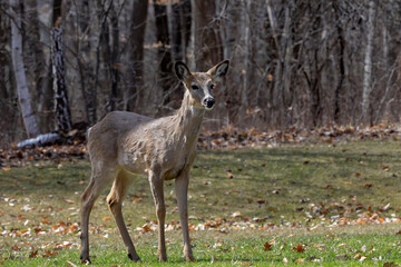 Fototapete - The white-tailed deer (Odocoileus virginianus), also known as the whitetail or Virginia deer in the spring