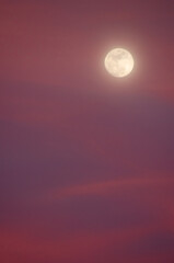 Wall Mural - a full moon rises through clouds at sunset