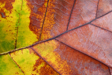 autumn leaf texture ( teak leaf )