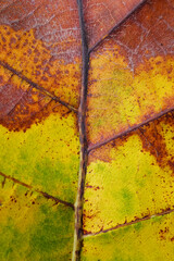 Canvas Print - autumn leaf texture ( teak leaf )