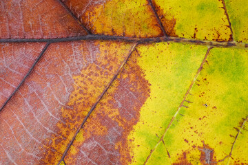 Canvas Print - autumn leaf texture ( teak leaf )