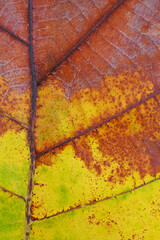 Canvas Print - autumn leaf texture ( teak leaf )