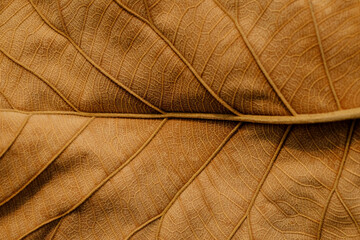 dry brown leaf texture ( teak leaf )
