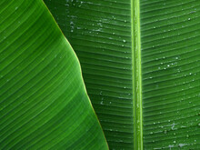 Water Drop On Green Banana Leaf Texture After Rain