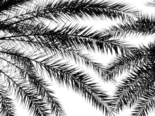 Wall Mural - silhouett leaf of Silver date palm tree ( Phoenix sylvestris) isolated on white background