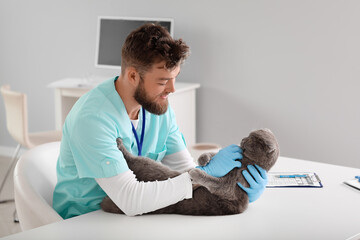 Wall Mural - Veterinarian examining Scottish fold cat in clinic