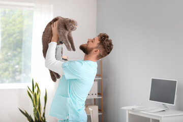 Wall Mural - Veterinarian with Scottish fold cat in clinic