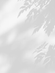 shadow of the leaves on white wall background