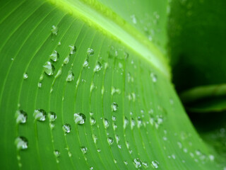 Sticker - green banana leaf with water drop after rain