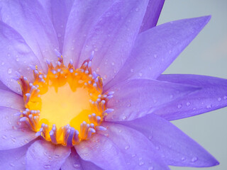 Sticker - close up pollen of blue lotus flower in the pond