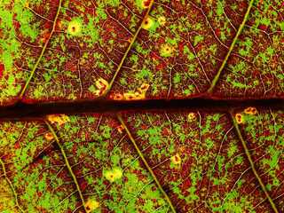 Canvas Print - close up autumn leaf texture, Sea almond leaf ( Terminalia catappa L. )